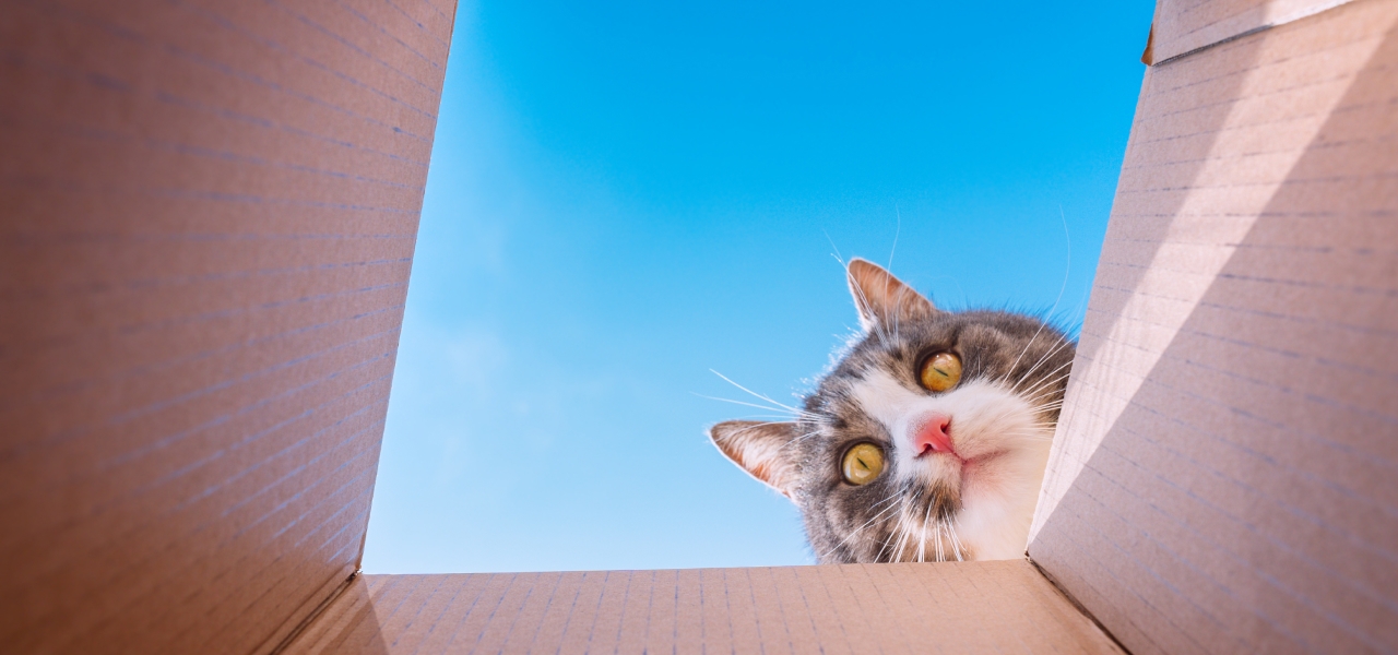 Cat peeking out of a cardboard box with a clear blue sky in the background.