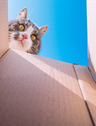 Cat peeking out of a cardboard box with a clear blue sky in the background.
