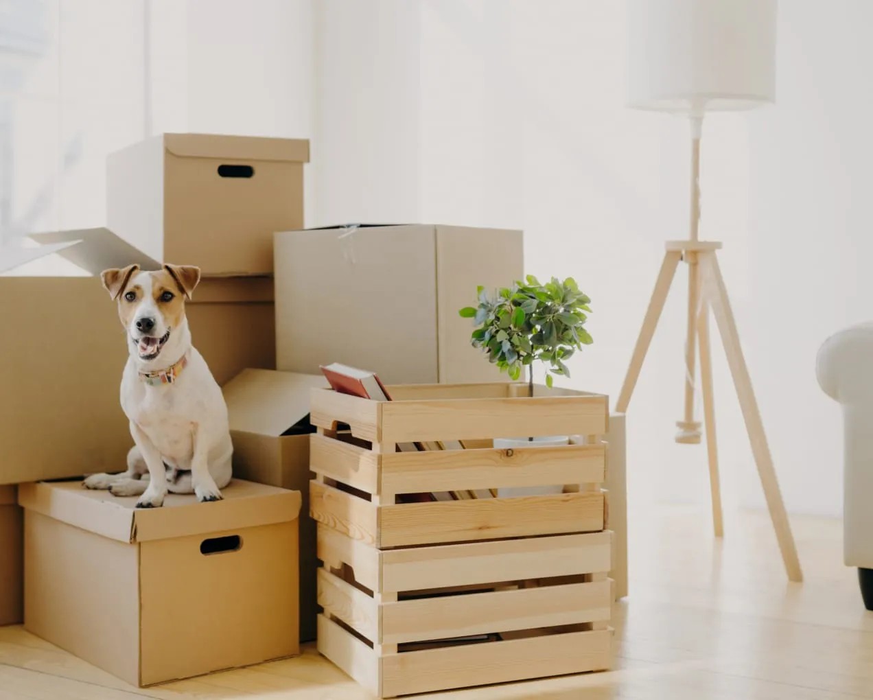 Moving Companion - Dog Amidst Boxes Dog sitting on cardboard boxes in a bright room