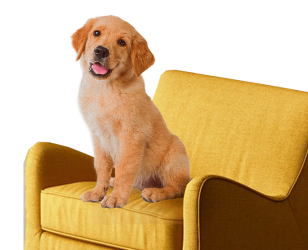 Dog sitting on yellow sofa