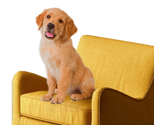 Dog sitting on yellow sofa